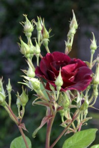frontrose1
